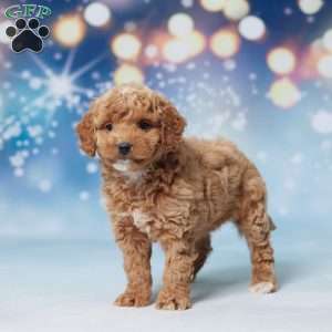 Salley, Mini Goldendoodle Puppy